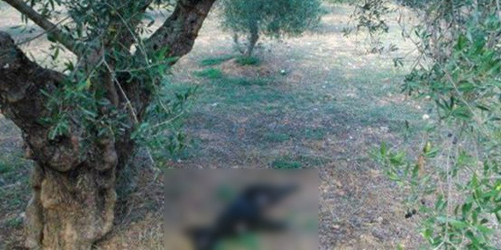 Φρίκη στην Κρήτη: Κρέμασαν σκύλο σε δέντρο [εικόνες]